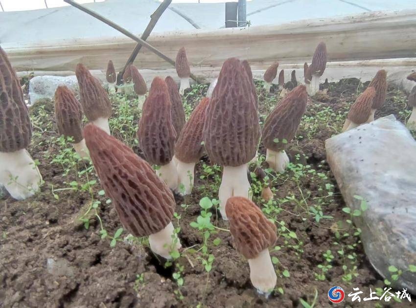 致富大棚采摘忙 冷集镇刘家洲村羊肚菌喜获丰收 