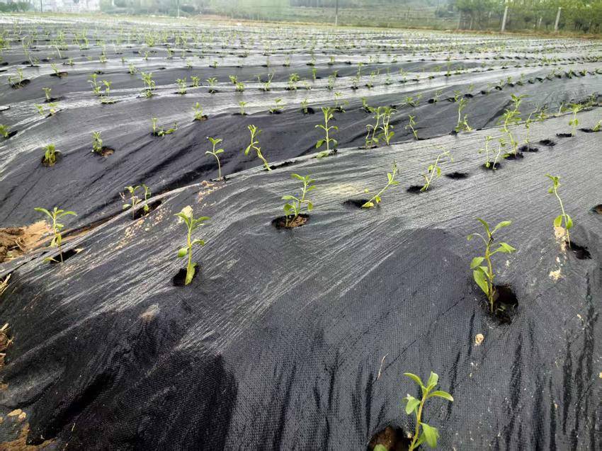 甜叶菊绿 食用菌香 谷城闻家畈村“一村多品”绘就振兴图 