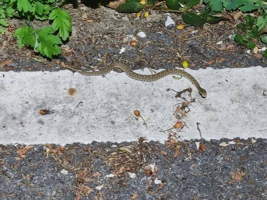 气温升高当心蛇出没 谷城县人民医院成功救治一名毒蛇咬伤患者 