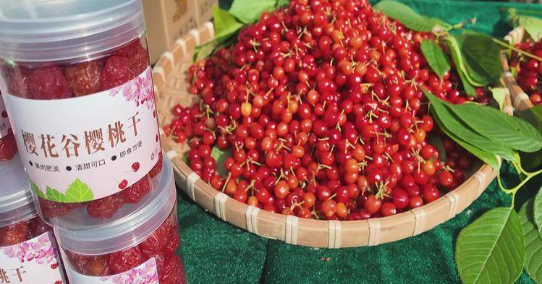 从荒茅沟到网红打卡地！一颗小樱桃，甜旺一座山村致富梦 