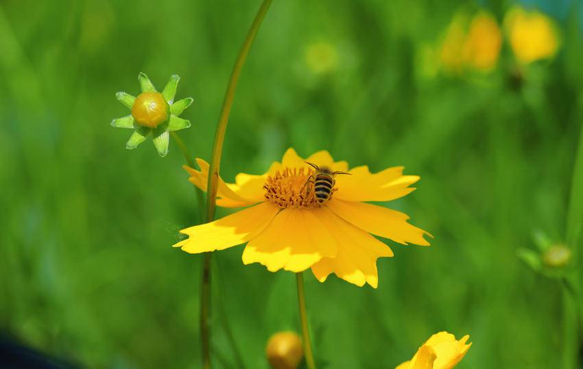月季花谢幕 格桑花登台！谷城五山邀您来走“花路” 