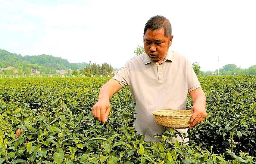 谷城新茶农李长建：把茶“玩”出新高度 
