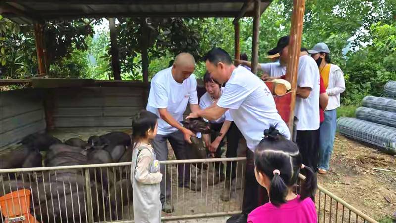 58头已有“身份牌”！谷城茨河镇农文旅融合“认养黑猪”新项目火爆 