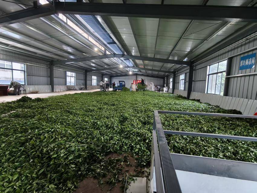 干溪沟村茶叶全自动生产线投产！谷城紫金镇茶产业延链增效跑出“加速度” 