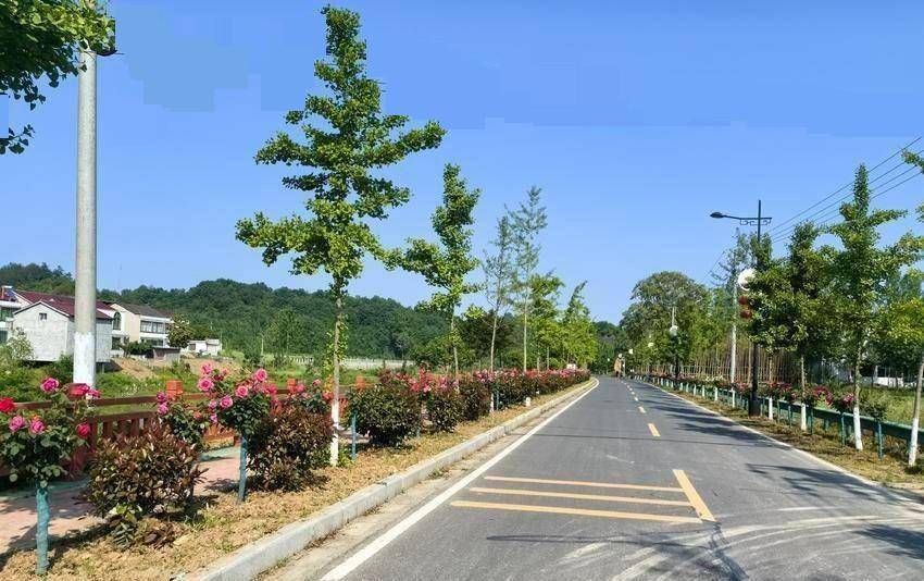 三十公里一路繁花！谷城石花至五山旅游路变身“月季花廊” 