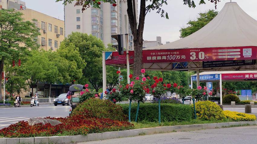 初夏浪漫限定！谷城的“花路”等你来走 