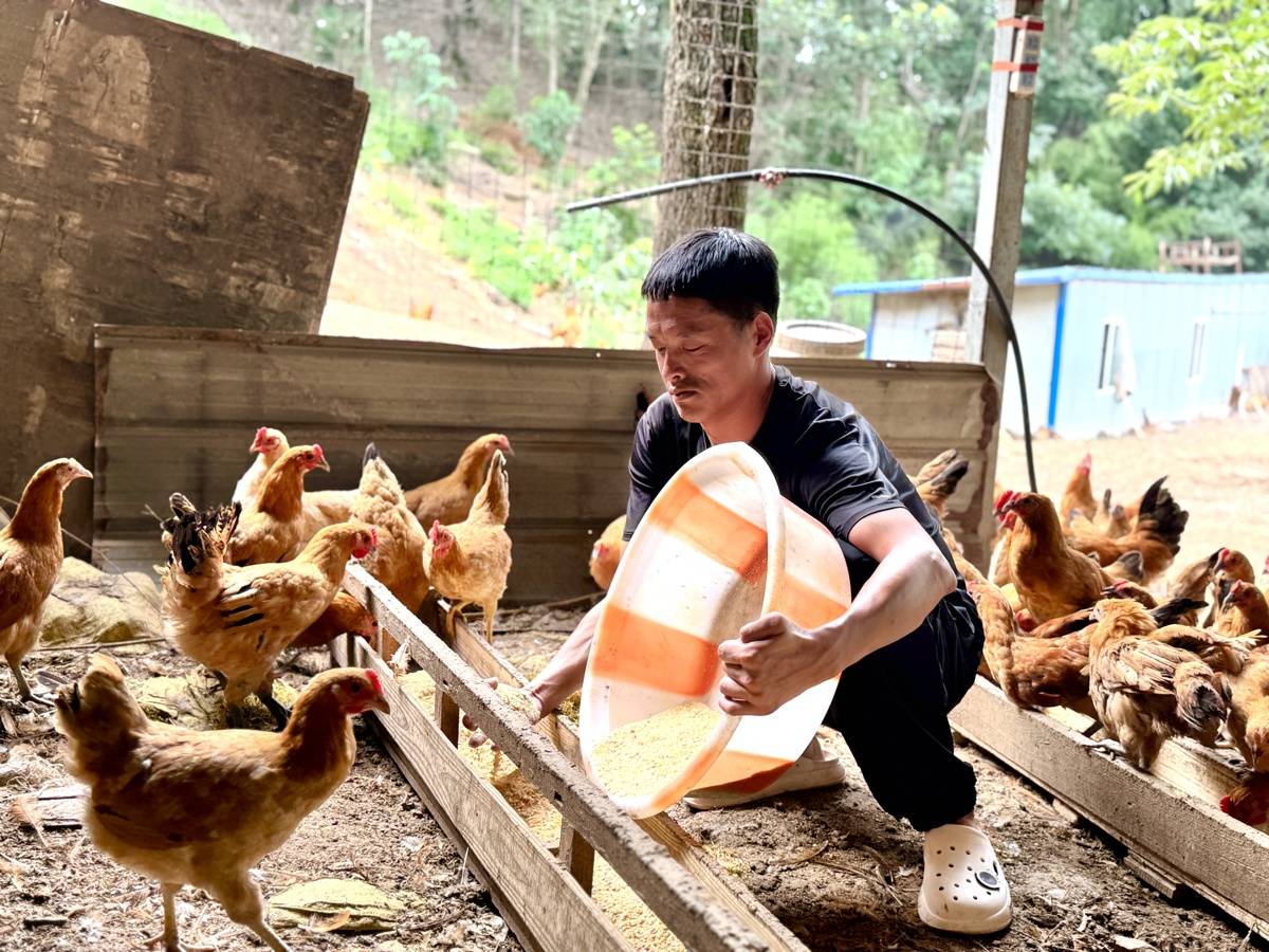 说话行动都费劲的他，养鸡3500只撑起整个家！谷城脑瘫小伙直播卖鸡蛋