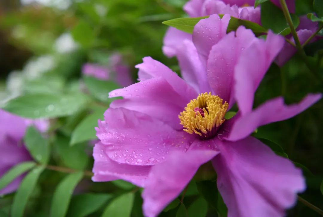 保康牡丹不"疫",迎着春雨绽放