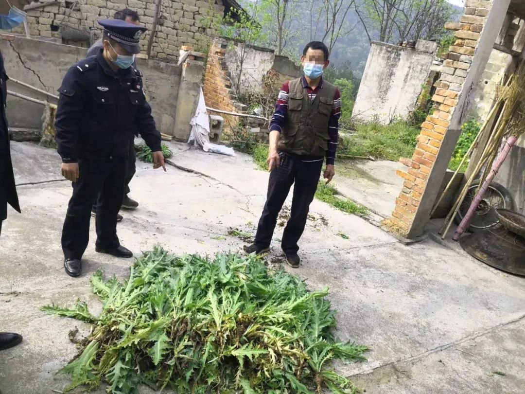 私种植罂粟违法剿毒45天保康公安铲除罂粟原植物1665株行政处罚31人