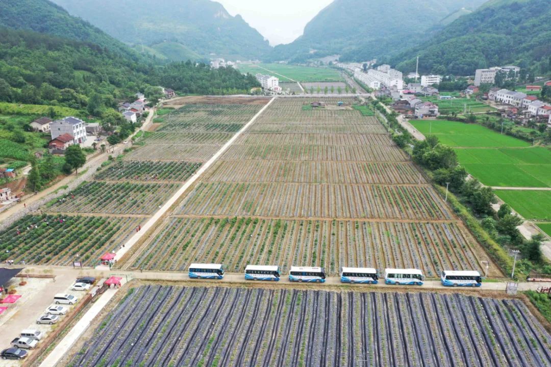 两峪乡楚峪蓝莓成为乡村旅游新名片