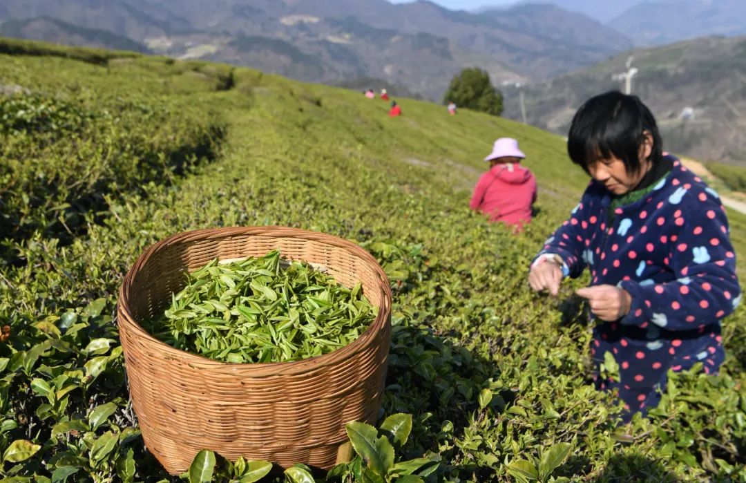 惊蛰时节茶飘香,保康春茶开采上市啦!