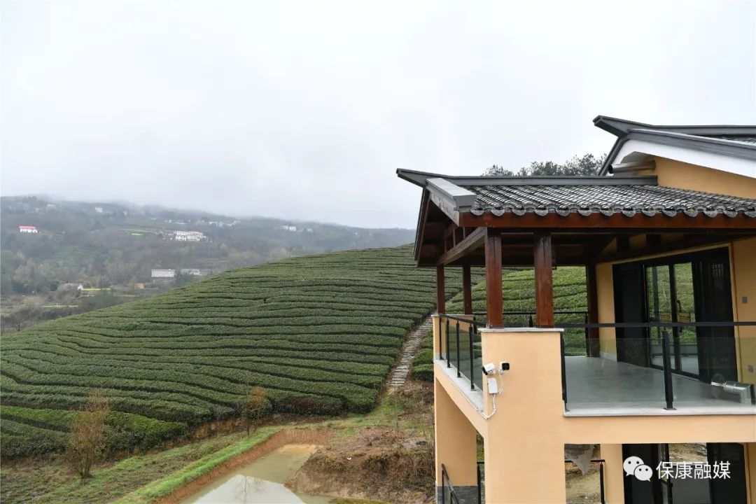 【奋斗百年路 · 启航新征程】融出新气象,融出新活力,茶旅融合让保康