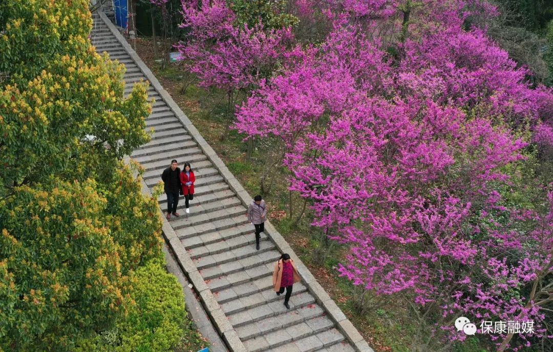 保康这地儿的紫荆花开了赶紧打卡