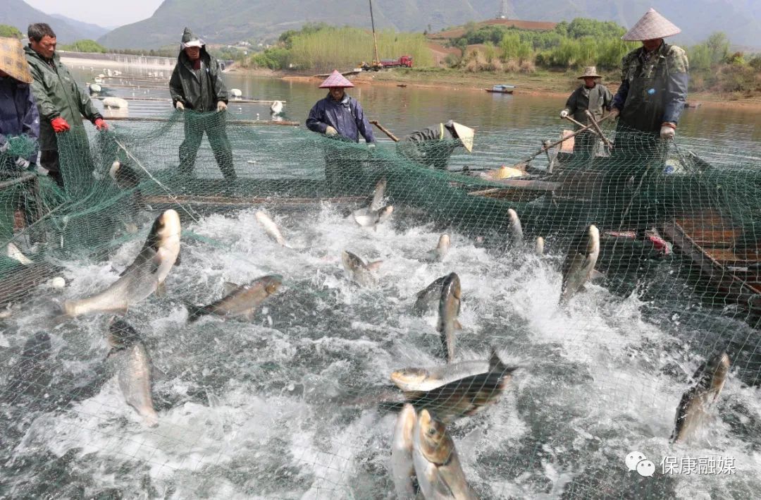 启航新征程见到新气象水美鱼肥保康这地儿的渔民一网捞起新收获