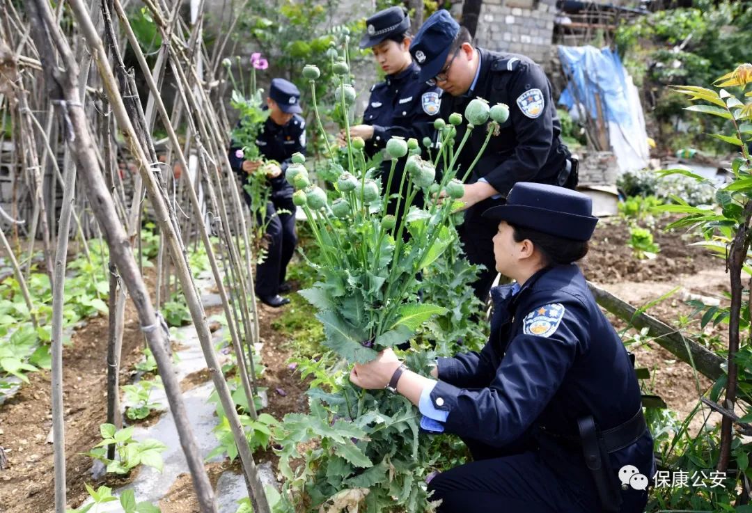 罂粟果果泡酒喝保康公安温馨提示吃种都违法