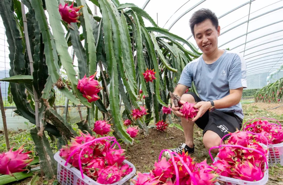 熟透了寺坪镇这片火龙果甜到心里
