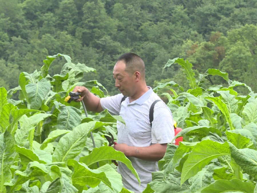 歇馬鎮黨委委員,副鎮長 姜大勇:歇馬鎮今年種植菸葉1.