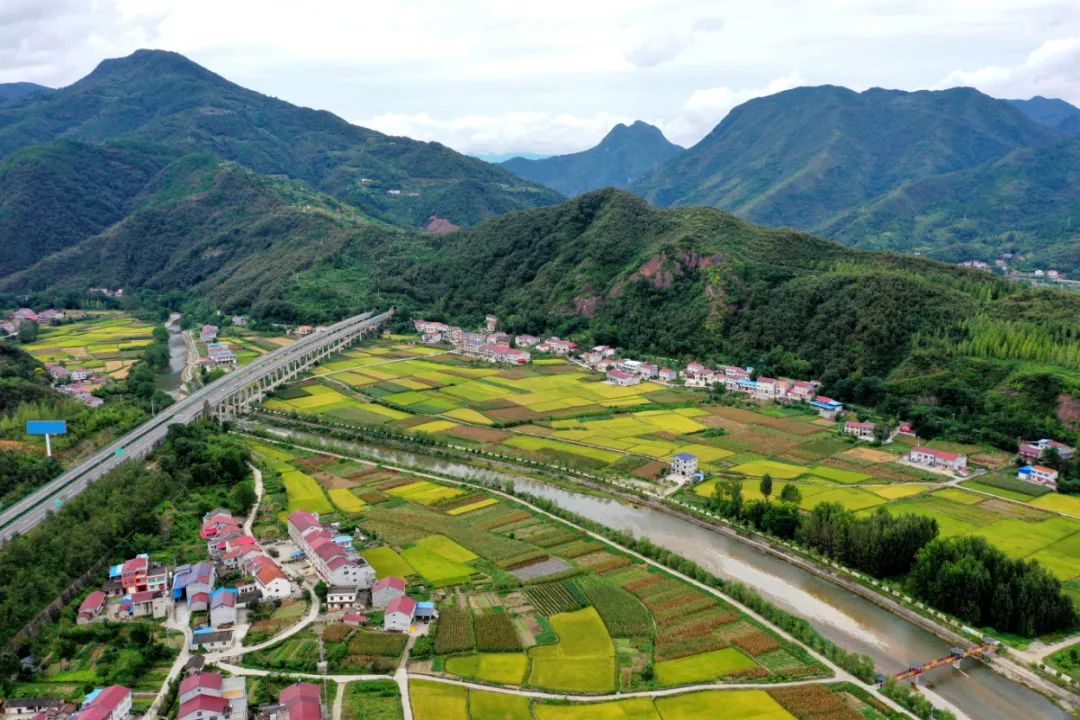 馬良鎮陳家灣村的稻田景色豐收在望滿目金黃保康縣水稻陸續進入成熟期