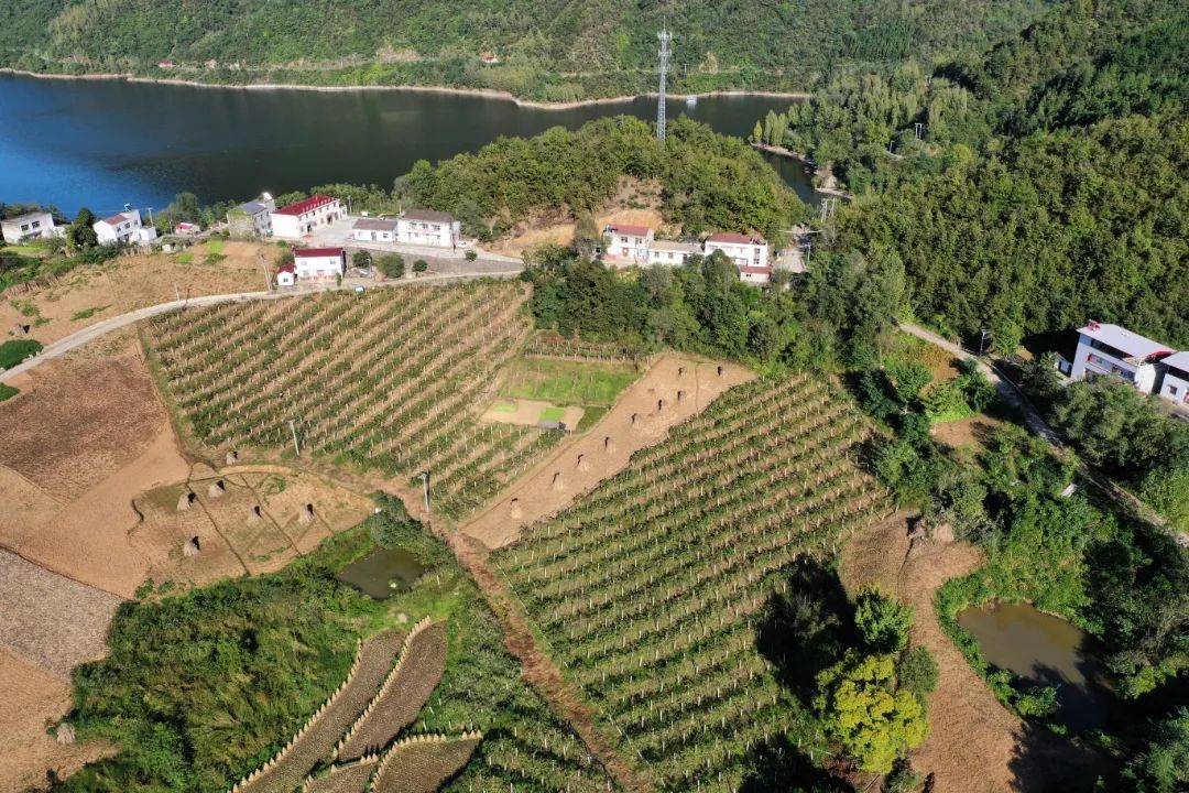 欣赏南河美景体验采摘乐趣寺坪镇这个村的猕猴桃熟了走起