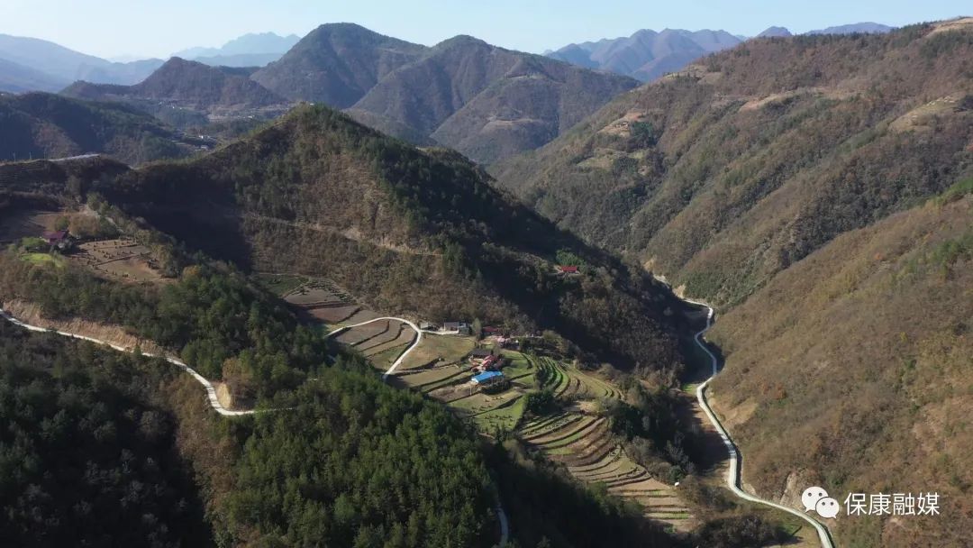 浑身是宝这种植物在马桥镇白竹头村成了摇钱树