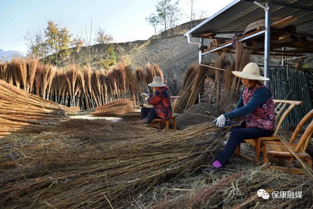 浑身是宝这种植物在马桥镇白竹头村成了摇钱树