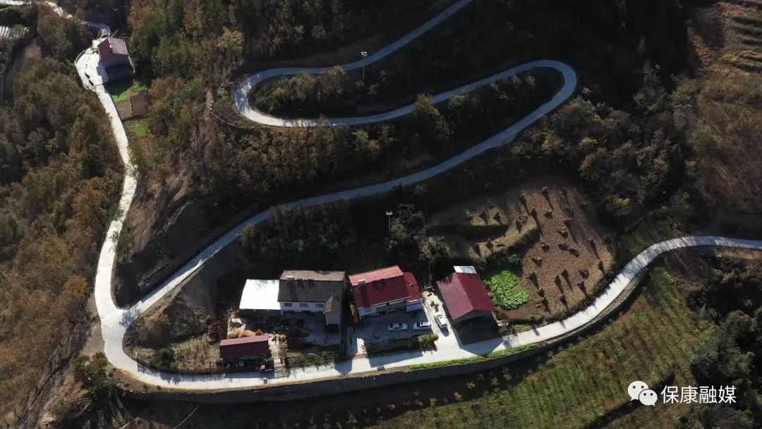 浑身是宝这种植物在马桥镇白竹头村成了摇钱树