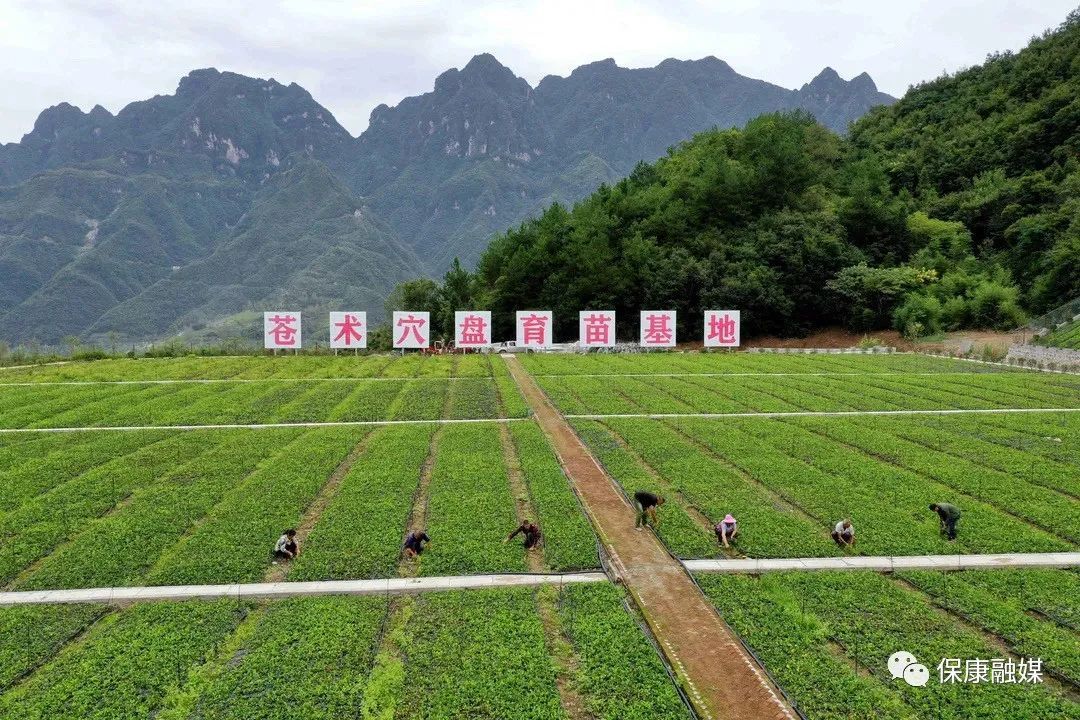 保康县禾丰中药材种植专业合作社理事长  何德刚:我们禾丰中药材种植