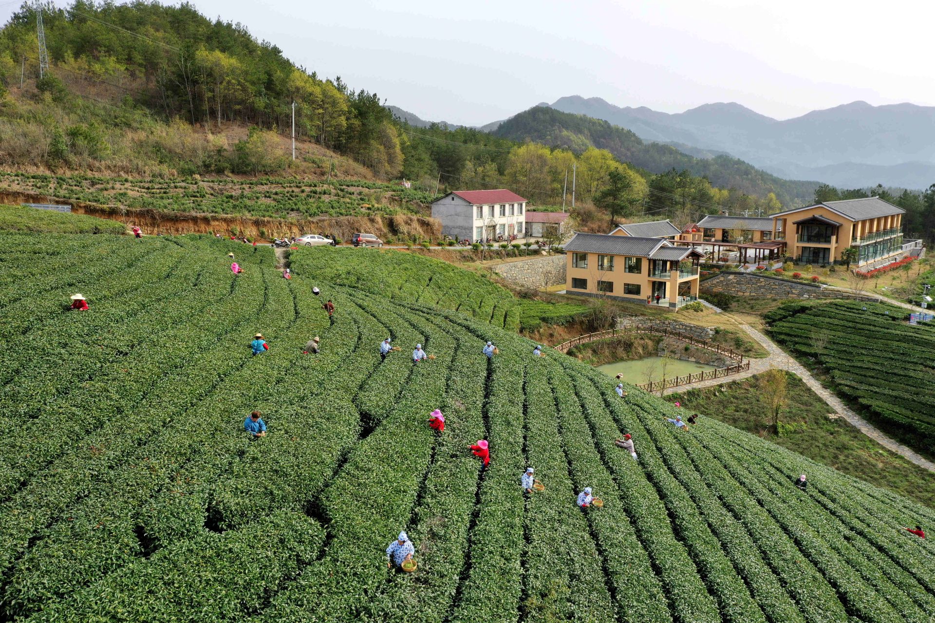 春色满园关不住一抹茶香扑面来保康这片叶子让人心驰神往