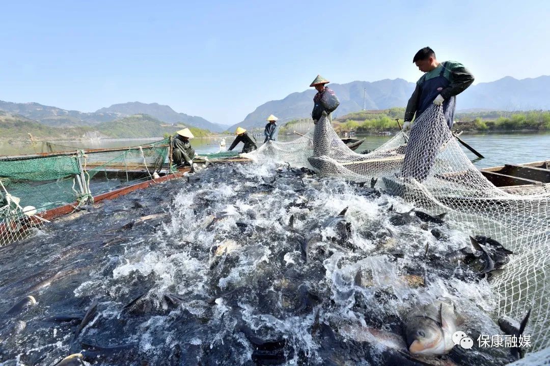 镇南河渔业农民专业合作社的渔民,又开始了一年一度的春季收网捕鱼