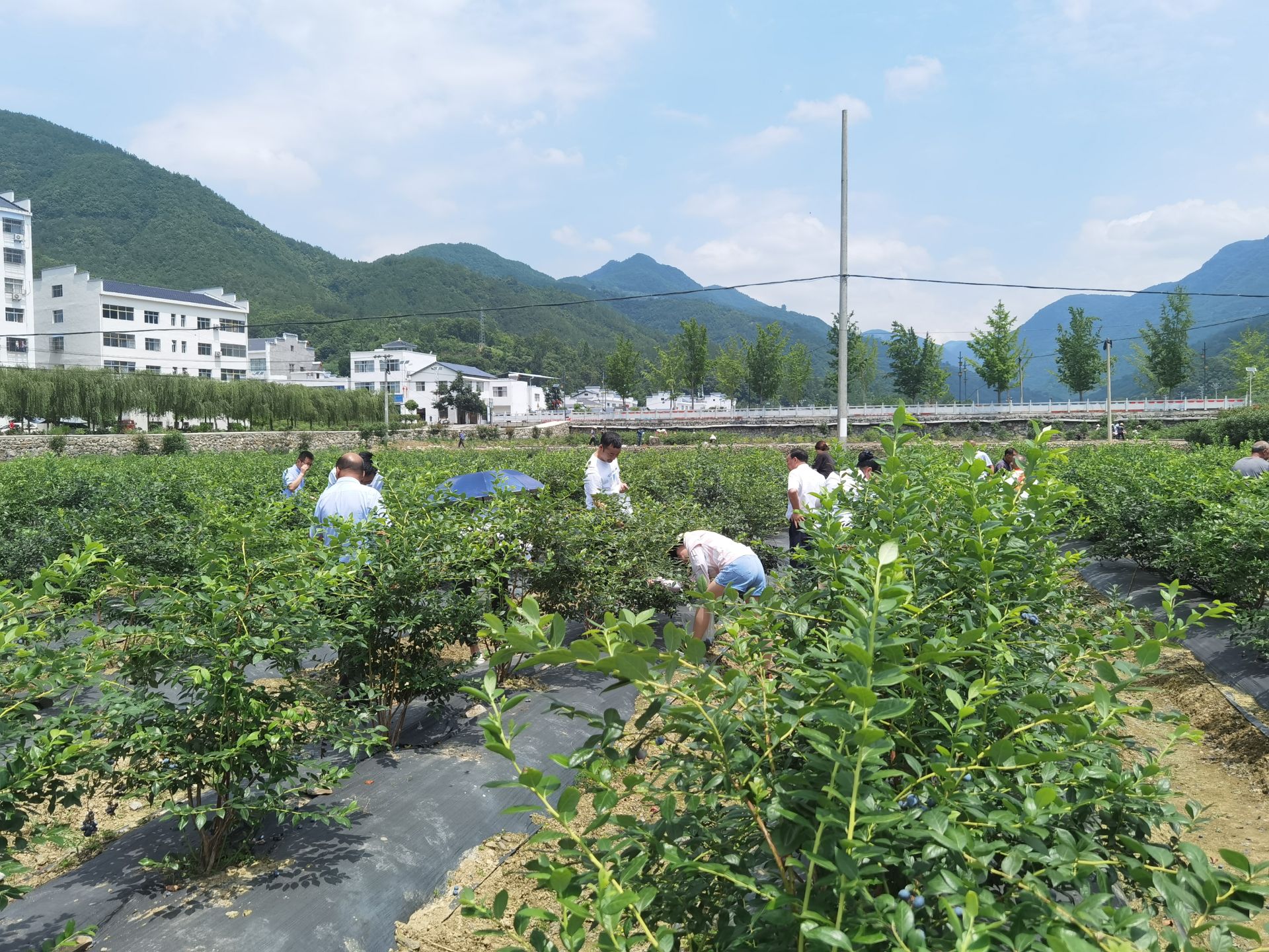 保康县两峪乡书记图片