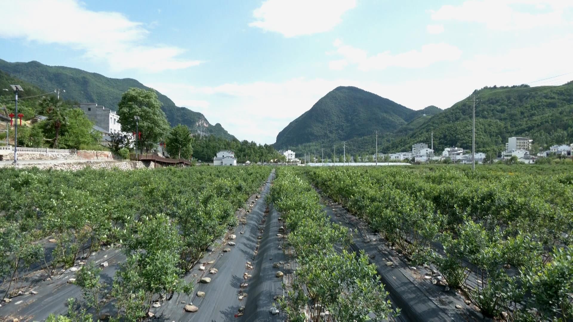 保康县两峪乡书记图片