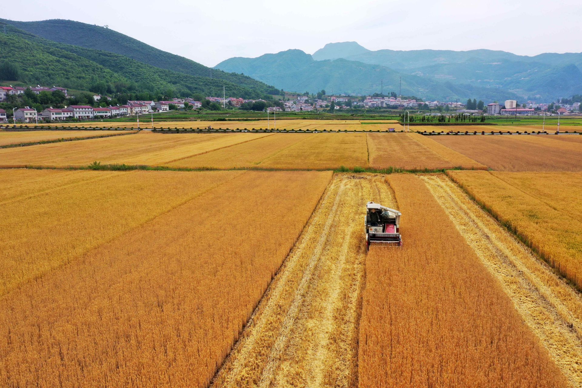田间地头一派忙碌景象保康县小麦陆续开镰收割小满时节又到一年麦收时