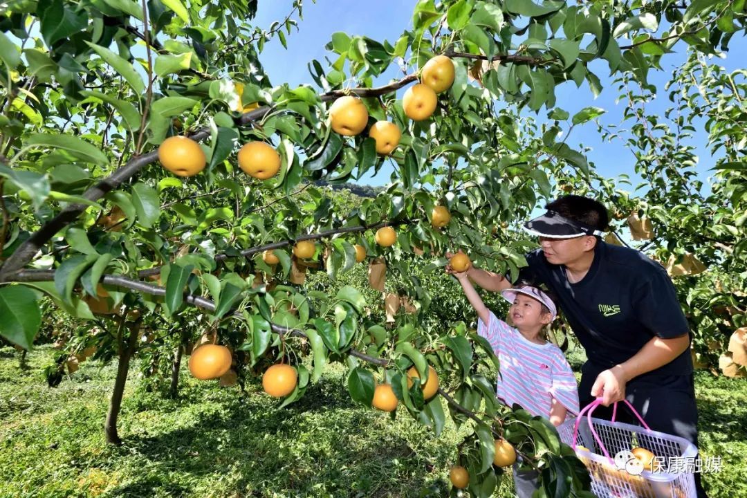 果香四溢采摘正忙店垭镇徐家堰村金梨园种出甜日子