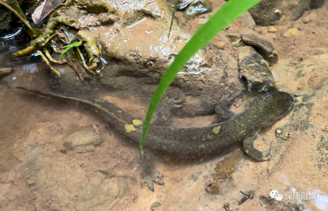 巫山北鲵在五道峡自然保护区"现身"_长江云 - 湖北网络广播电视台官方