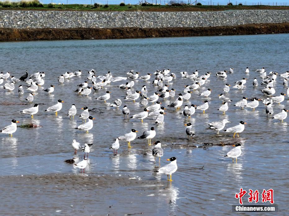 青海湖鸟岛旅游攻略（青海湖鸟岛旅游攻略图） 青海湖鸟岛旅游攻略（青海湖鸟岛旅游攻略图）《青海湖鸟岛门票多少钱》 旅游攻略