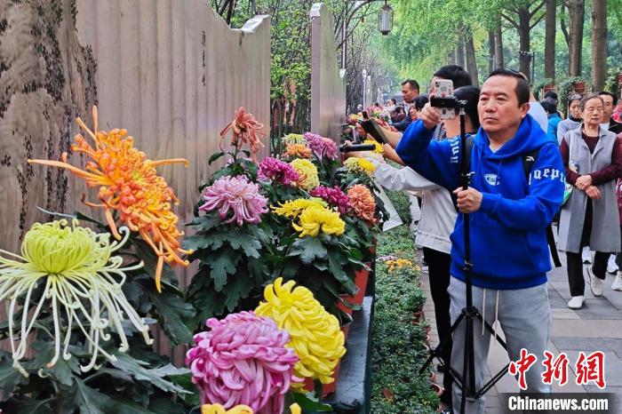 四川成都:10万余盆菊花亮相 引八方游客观赏 _云上保康