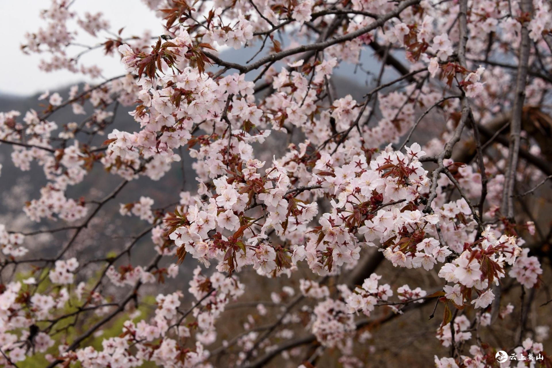 天马寨樱花_云上英山