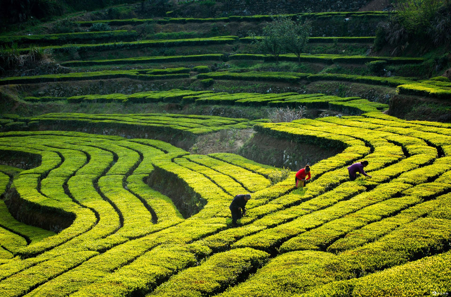 有一个胜境叫茶乡英山