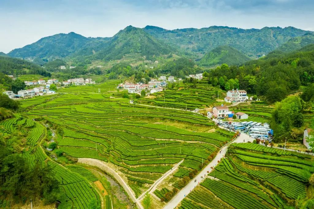 【英山云雾香·携手闯市场】家乡的茶_云上英山