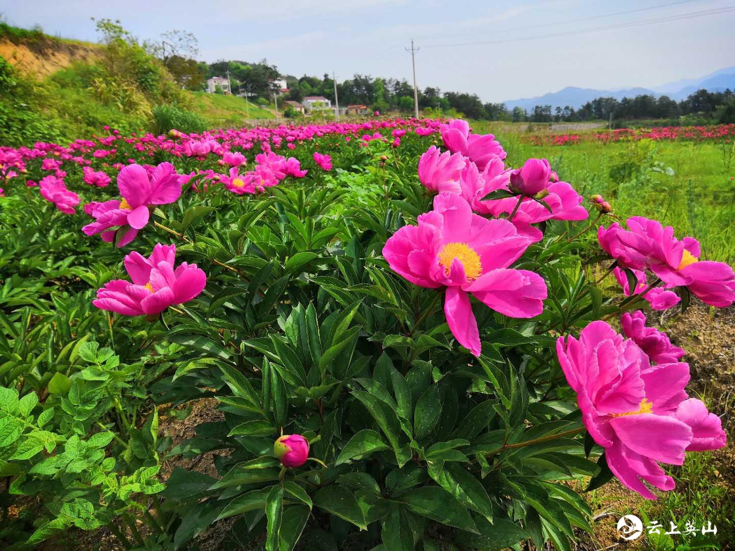 英山縣草盤地鎮巖河嶺村芍藥花開引客來