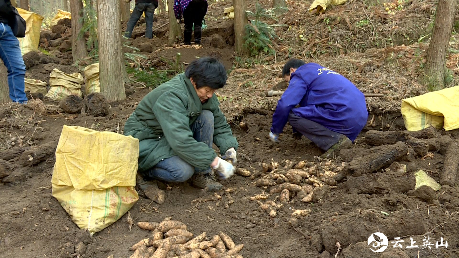 从现场我们了解到,眼前的天麻基地是由回乡能人周兴咏建设的.