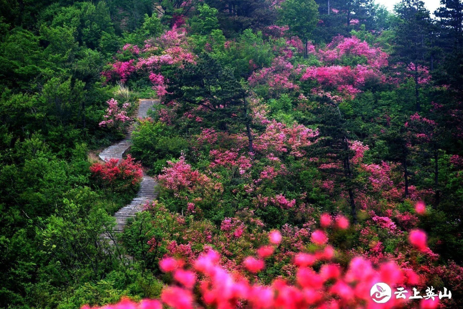 花开荆楚│英山天马寨五彩杜鹃开