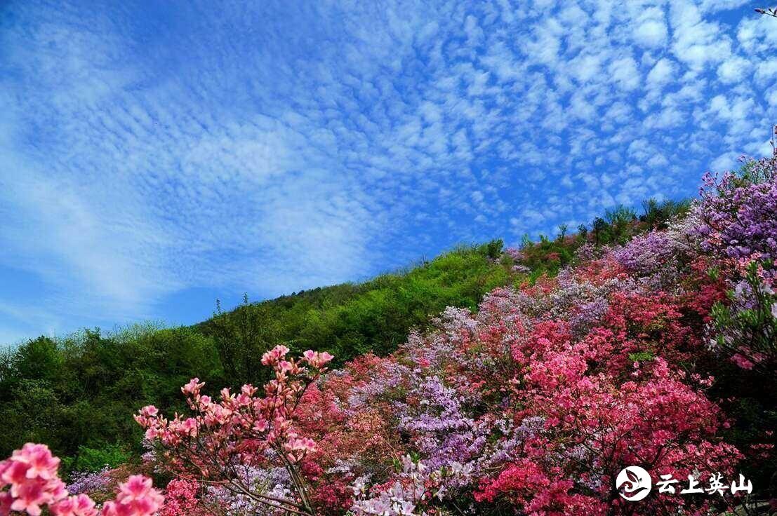 花开荆楚│英山天马寨 五彩杜鹃开_云上英山