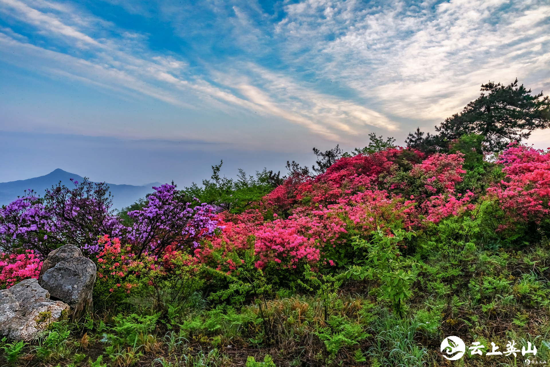 花开荆楚│英山天马寨五彩杜鹃开