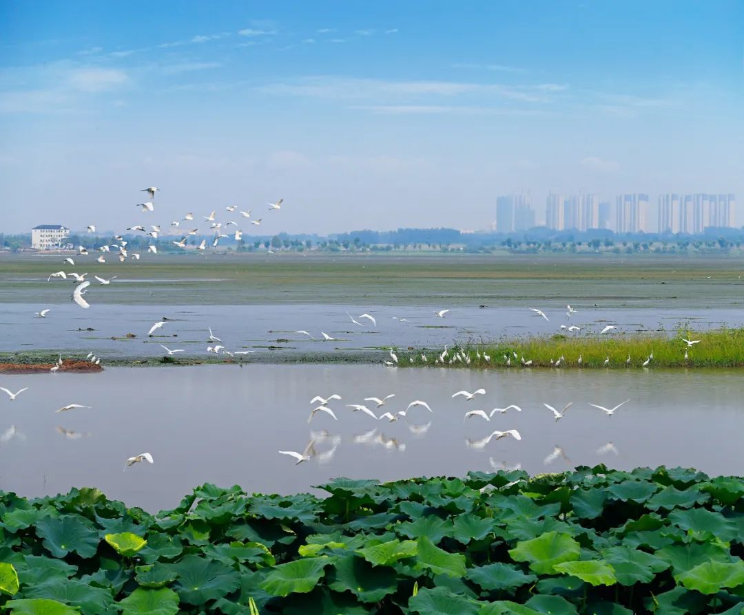 近年来,枝江市全面落实"河湖库渠长制",常态化开展"清三河"行动,不断