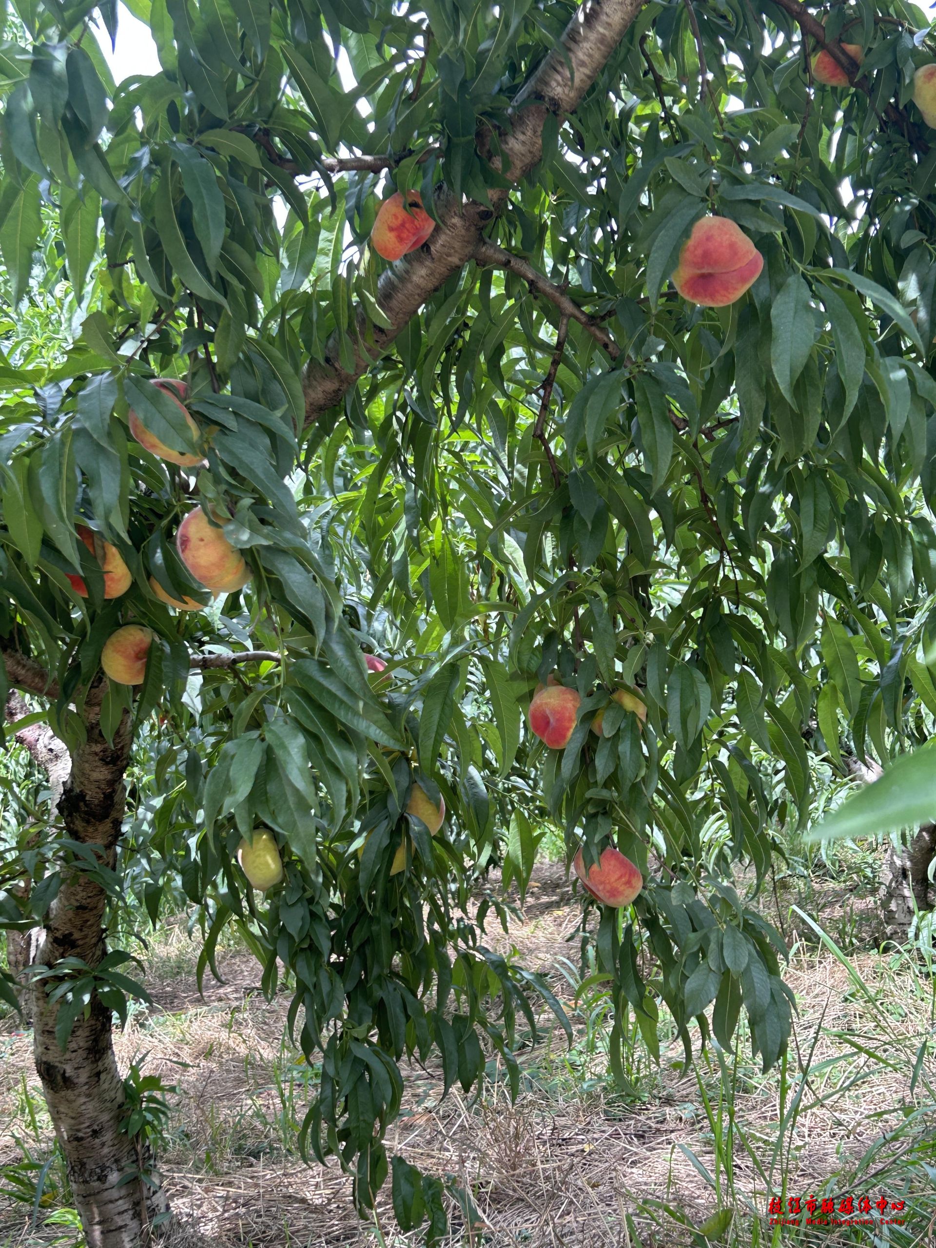 宜昌枝江仙女镇里的蟠桃宴桃产业铺就甜蜜路