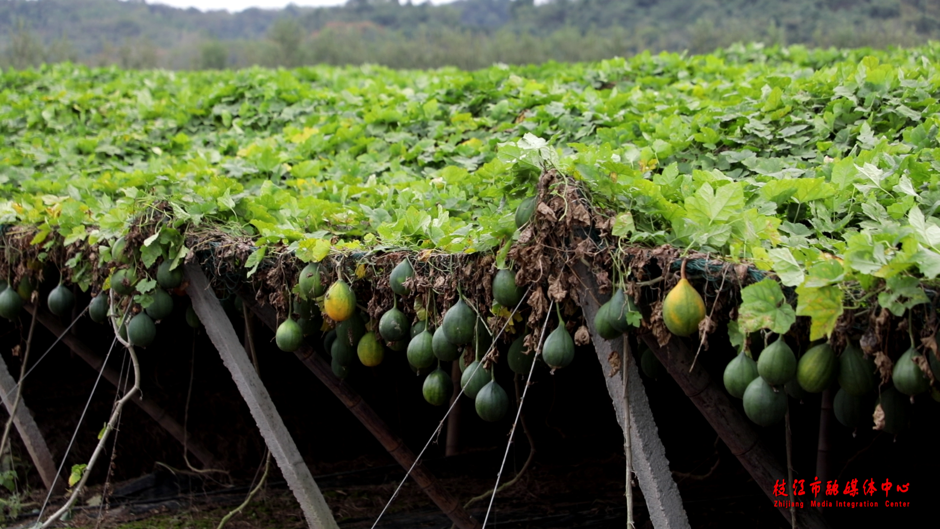 湖北枝江瓜蒌丰收季农民喜增收