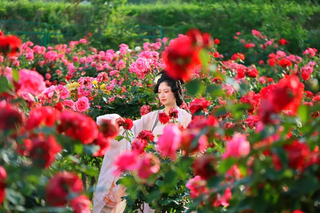 枫林月季园 (4).jpg