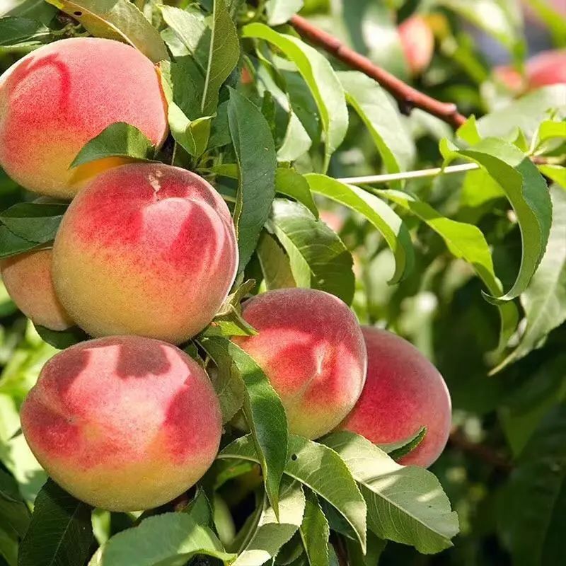 答案当然是:桃子啊!接下来该吃什么呢?五月吃枇杷