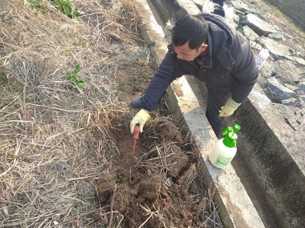 白蚁被称为"无牙老虎",对水库堤坝具有严重的侵蚀性,危害性.